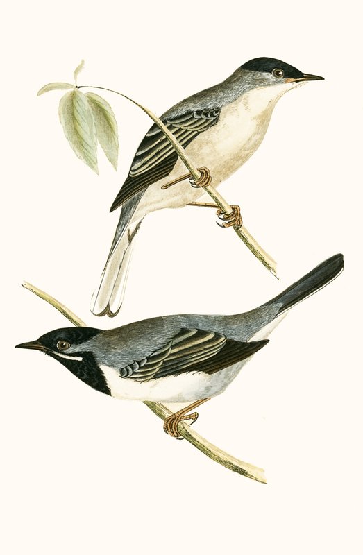 Warbler Ruppella, ilustracja z „Historii ptaków Europy nieobserwowanych na wyspach brytyjskich” Charlesa Roberta Bree (1811-86), opublikowana w 1867 r. autorstwa English School