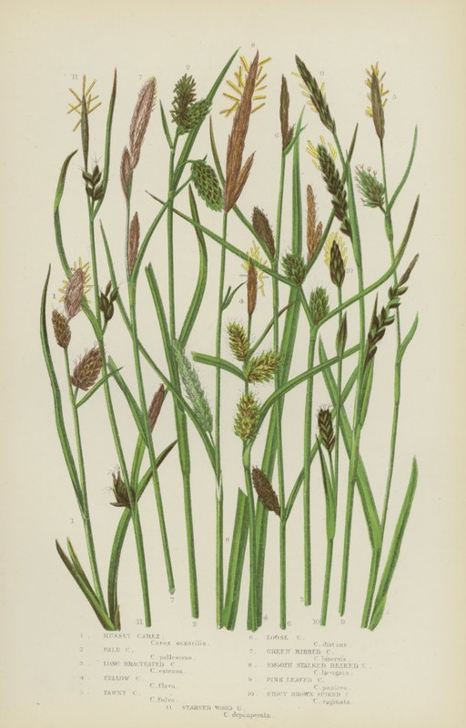 Russet Carex, Pale Carex, Long Bracteated Carex, Yellow Carex, Tawny Carex, Loose Carex  (kolor litho) autorstwa English School