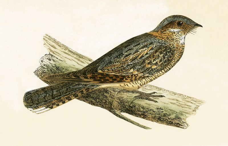 Russet Necked Nightjar, ilustracja z „Historii ptaków Europy nieobserwowanych na wyspach brytyjskich” Charlesa Roberta Bree (1811-86), opublikowana w 1867 r. autorstwa English School