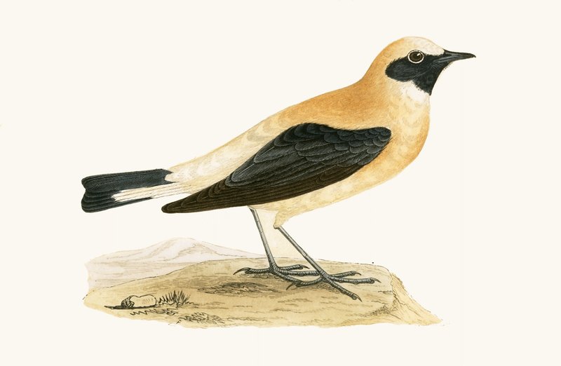 Russet Wheatear, ilustracja z „Historii ptaków Europy nieobserwowanych na wyspach brytyjskich” Charlesa Roberta Bree (1811-86), opublikowana w 1867 r. autorstwa English School
