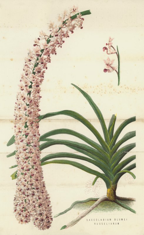 Saccolabium Blumei Russelianum (chromolitho) autorstwa English School