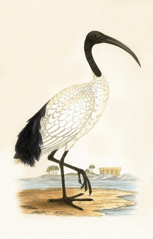 Sacred Ibis, ilustracja z „Historii ptaków Europy nieobserwowanych na wyspach brytyjskich” Charlesa Roberta Bree (1811-1886), opublikowana w 1867 r. autorstwa English School