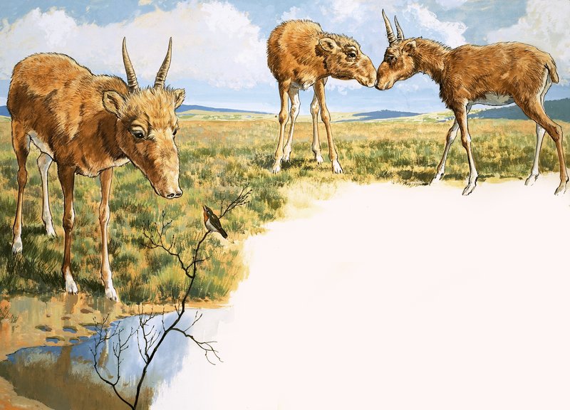 Antylopa Saiga autorstwa English School