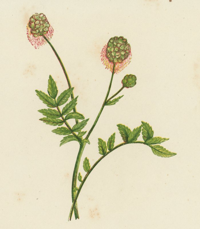 Burnet sałatkowy, Poterium Sanguisorba (kolor lito) autorstwa English School