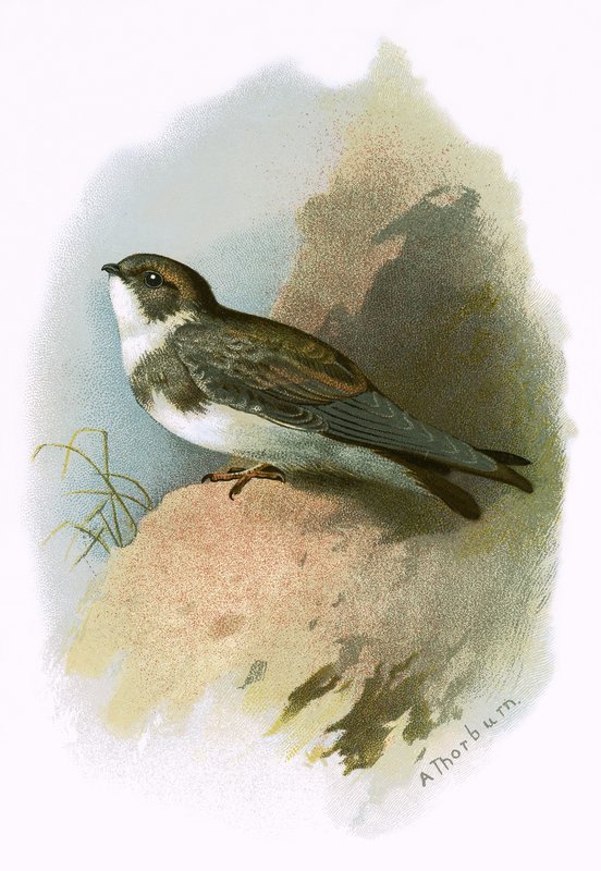 Sandmartin autorstwa English School