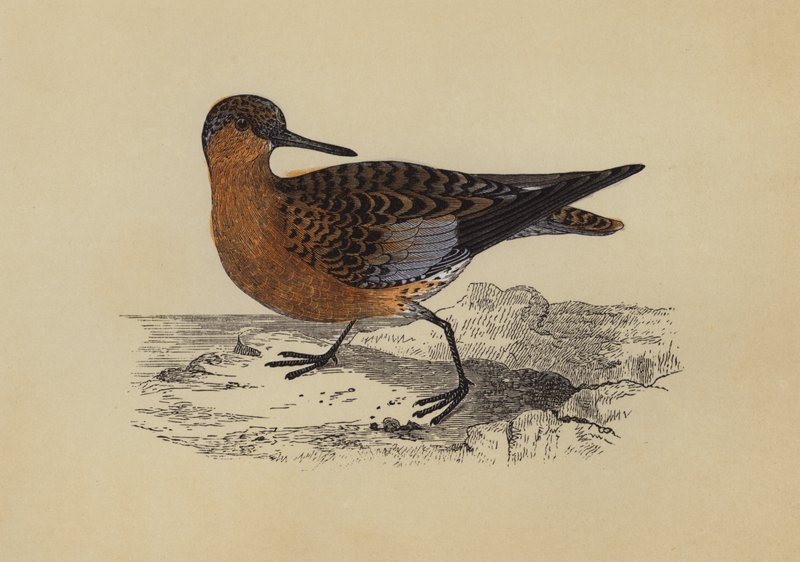 Sandpiper (kolorowa litografia) autorstwa English School