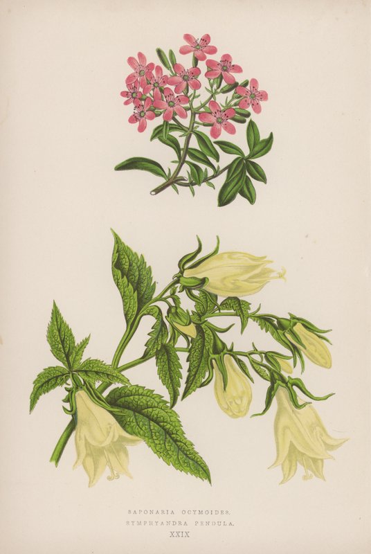 Mydlnica lekarska; Symphyandra Pendula (kolor lito) autorstwa English School