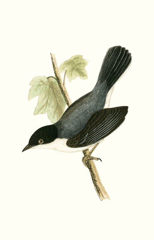 Сардиниан Warbler, Чарльз Роберт Бригийн (1811-86) "Британийн арлуудад ажиглагдаагүй Европын шувуудын түүх" номын зураг, 1867 онд хэвлэгдсэн. autorstwa English School