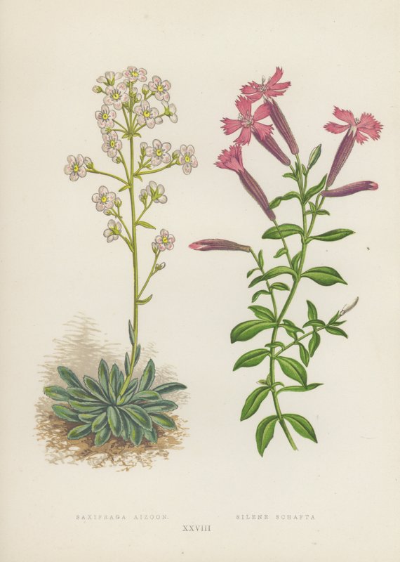 Saxifraga Aizoon; Silene Schafta (kolorowa litografia) autorstwa English School