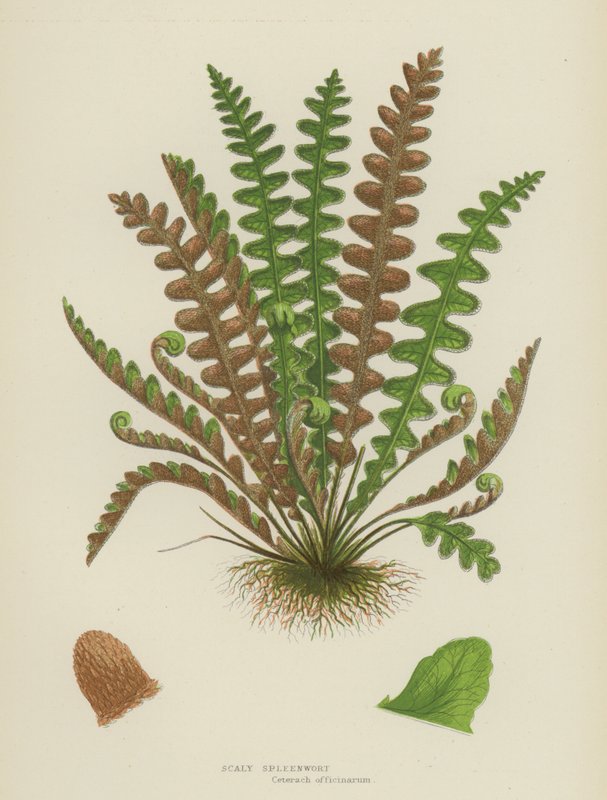 Spleenwort łuskowaty (litografia kolorowa) autorstwa English School