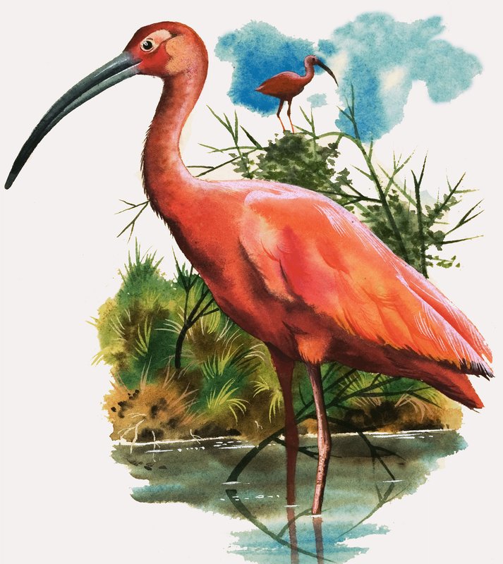 Ibis szkarłatny autorstwa English School