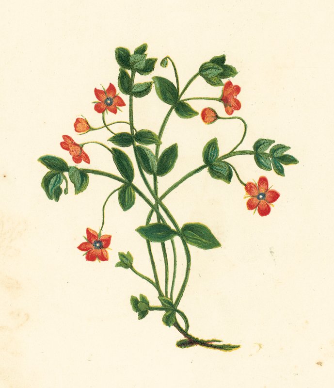 Scarlet Pimpernel, Anagallis Arvensis (kolorowa litografia) autorstwa English School