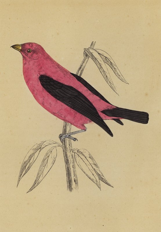 Tanager szkarłatny (kolorowa litografia) autorstwa English School