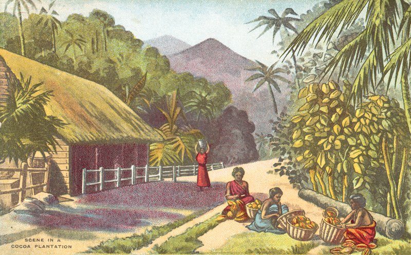 Scena na plantacji kakao (kolor lito) autorstwa English School