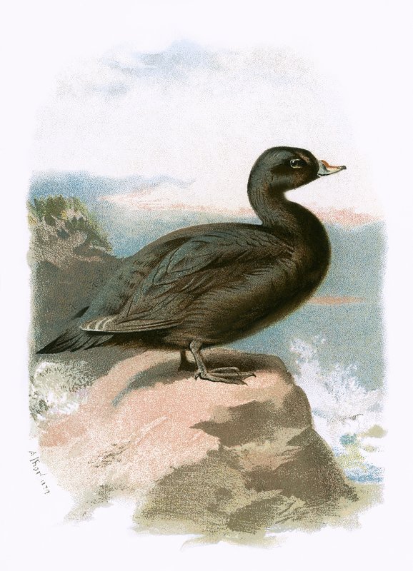 Scoter autorstwa English School