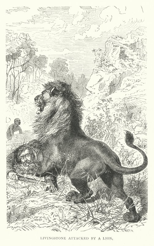Szkocki misjonarz David Livingstone zaatakowany przez lwa w Afryce (rycina) autorstwa English School