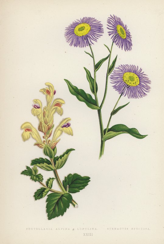 Scutellaria Alpina B Lupulina; Stenactis Speciosa (kolorowa litografia) autorstwa English School
