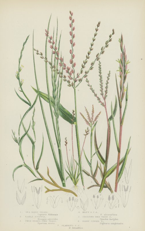 Sea Hard Grass, Early Knappia, Twin Spiked Cord Grass, Many Spiked Cord Grass, Creeping Dogs Tooth (kolorowa litografia) autorstwa English School