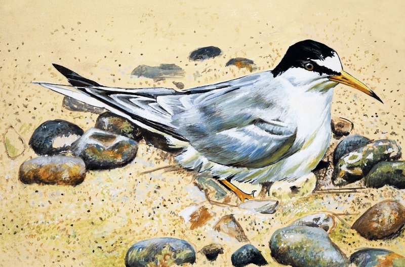 Ptak morski (łapacz ostryg) autorstwa English School