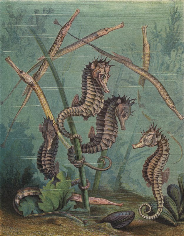 Koniki morskie i pipefish (kolorowy grawerunek) autorstwa English School