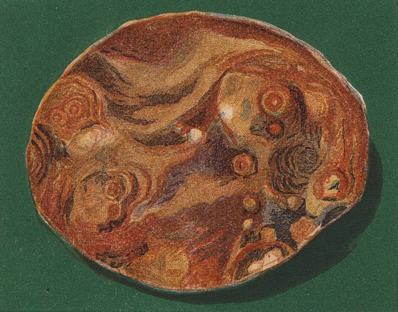 Kamyk nadmorski (litografia kolorowa) autorstwa English School
