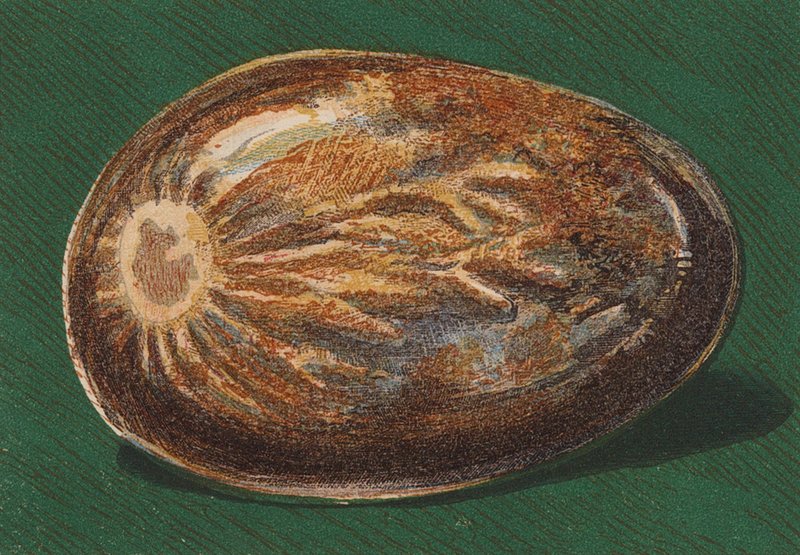 Kamyk nadmorski (litografia kolorowa) autorstwa English School