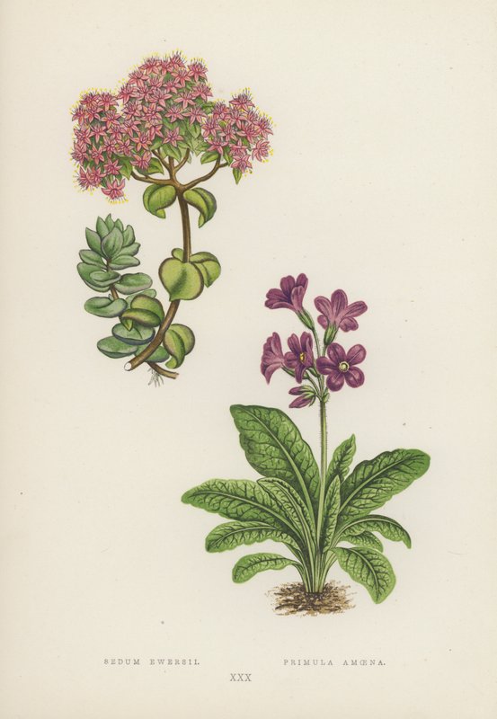 Sedum Ewersii; Primula Amoena (kolorowa litografia) autorstwa English School