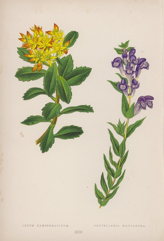 Rozchodnik Kamtschaticum; Scutellaria Macrantha (kolorowa litografia) autorstwa English School