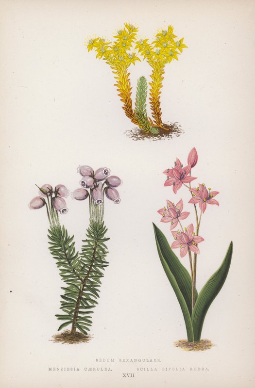 Rozchodnik Sześciokątny; Menziesia Scilla Bifolia Red (kolor lito) autorstwa English School