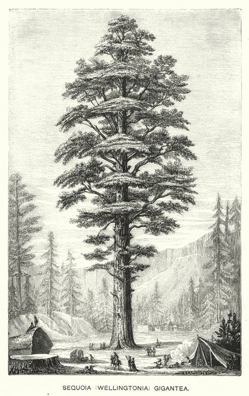 Sekwoja (Wellingtonia) Gigantea (grawerowanie) autorstwa English School