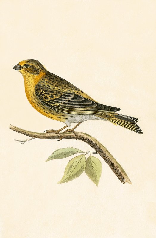 Serin Finch, ilustracja z „Historii ptaków Europy nieobserwowanych na wyspach brytyjskich” Charlesa Roberta Bree (1811-86), opublikowana w 1867 r. autorstwa English School
