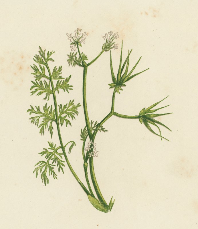 Igła pasterska, Scandix Pecten (litografia kolorowa) autorstwa English School
