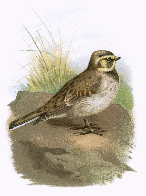 Brzeg Lark autorstwa English School