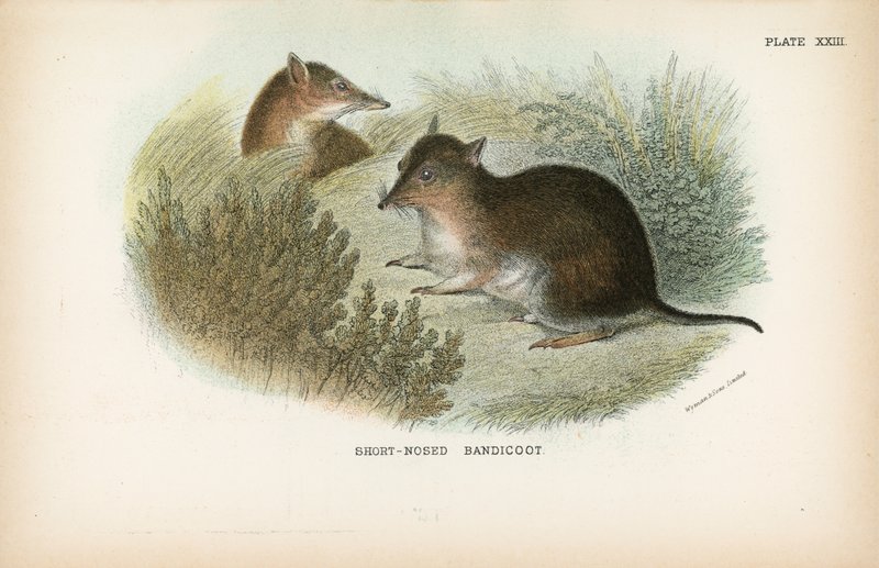 Bandicoot z krótkim nosem autorstwa English School