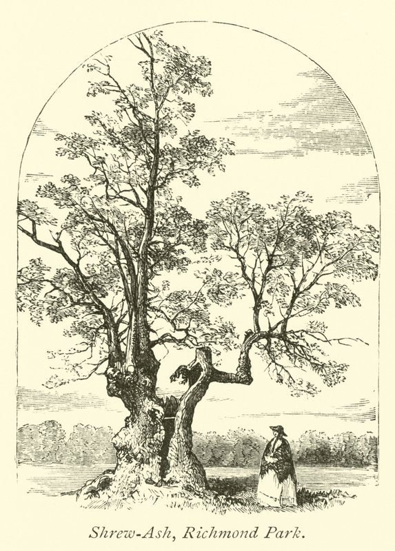 Ryjówka Ash, Richmond Park autorstwa English School