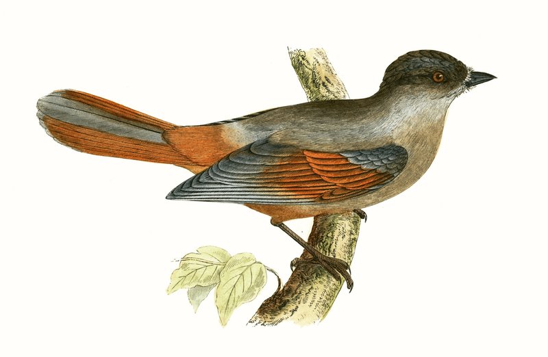 Sójka syberyjska, ilustracja z "A History of the Birds of Europe Not Observed in the British Isles" autorstwa Charlesa Roberta Bree (1811-86), opublikowana w 1867 r. autorstwa English School