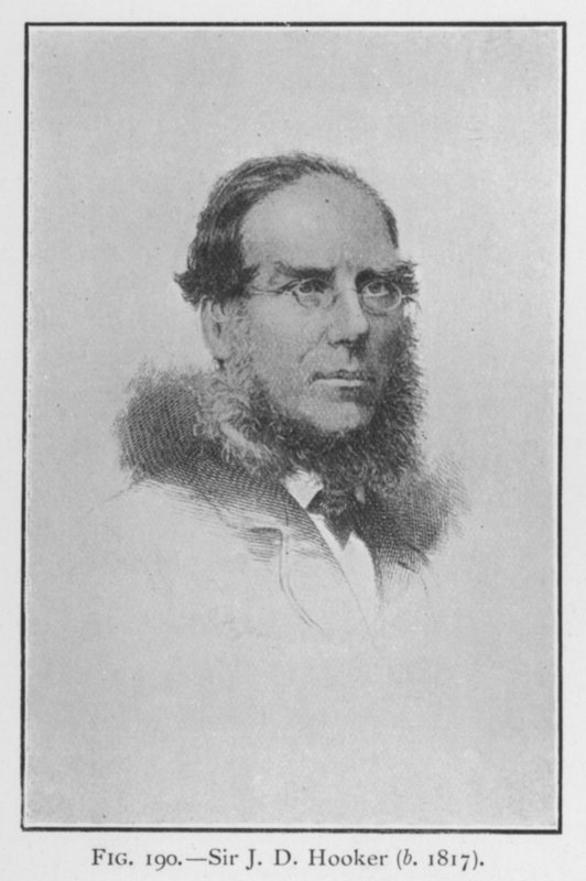 Sir Joseph Dalton Hooker (1817-1911), portret (lito) autorstwa English School