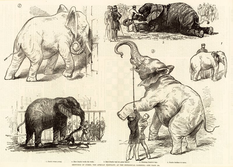 Szkice Jumbo, słoń afrykański, w ogrodach zoologicznych autorstwa English School