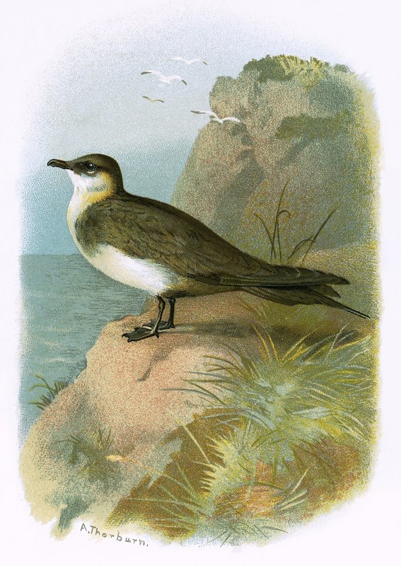 Skua autorstwa English School