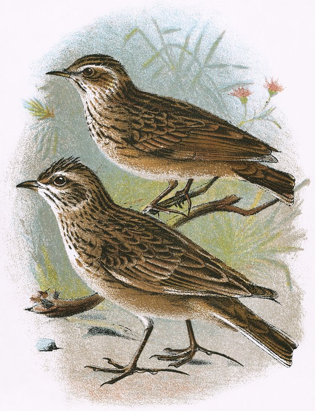 Sky-Lark (na dole) i Wood-Lark (na górze) autorstwa English School