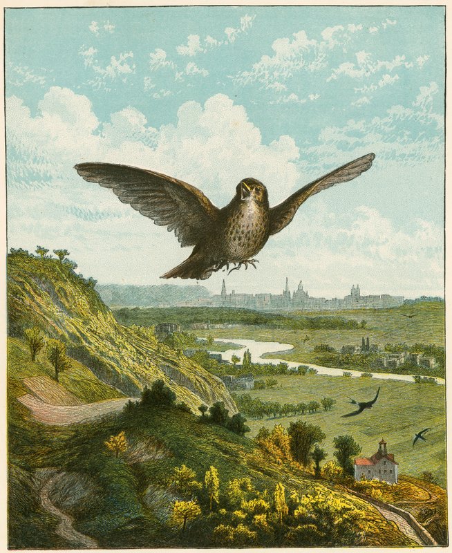 Skowronek autorstwa English School