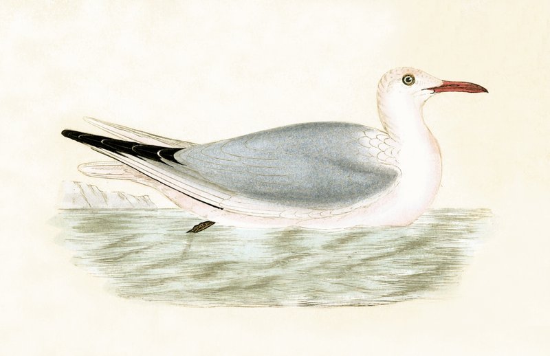 Slender Billed Gull, ilustracja z „Historii ptaków Europy nieobserwowanej na wyspach brytyjskich” Charlesa Roberta Bree (1811-86), opublikowana w 1867 (kolor lito) autorstwa English School