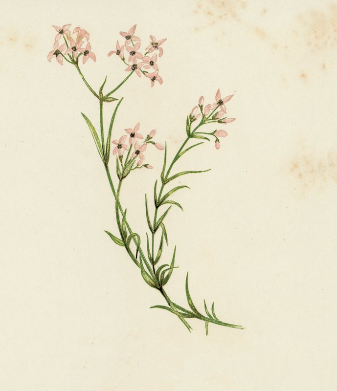 Marzanka mała, Asperula Cynanchica (kolor lito) autorstwa English School
