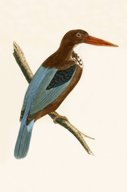 Smyrna Kingfisher, ilustracja z „Historii ptaków Europy nieobserwowanej na wyspach brytyjskich” Charlesa Roberta Bree (1811-86), opublikowana w 1867 r. autorstwa English School