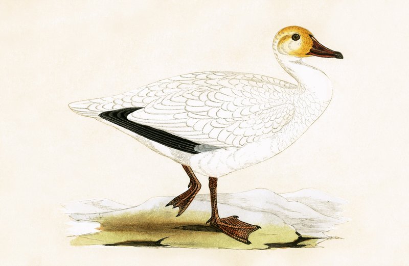 Śnieżna gęś, ilustracja z „Historii ptaków Europy nieobserwowanej na wyspach brytyjskich” Charlesa Roberta Bree (1811-1886), opublikowana w 1867 r. autorstwa English School