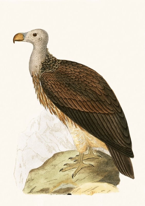Sociable Vulture, ilustracja z „Historii ptaków Europy nieobserwowanych na wyspach brytyjskich” Charlesa Roberta Bree (1811-86), opublikowana w 1867 r. autorstwa English School