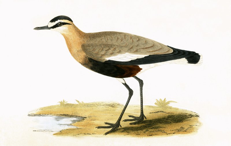 Sieweczka socjalna, ilustracja z „Historii ptaków Europy nieobserwowanych na wyspach brytyjskich” Charlesa Roberta Bree (1811-1886), opublikowana w 1867 r. autorstwa English School