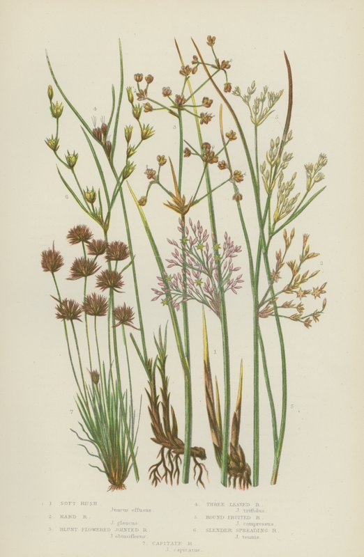 Soft Rush, Hard Rush, Blunt Flowered Jointed Rush, Three Leafed Rush, Round Fruit Rush (kolor lito) autorstwa English School