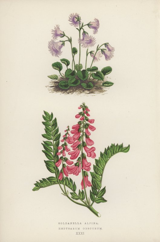 Soldanella Alpina; Hedysarum Obscurum (litografia kolorowa) autorstwa English School