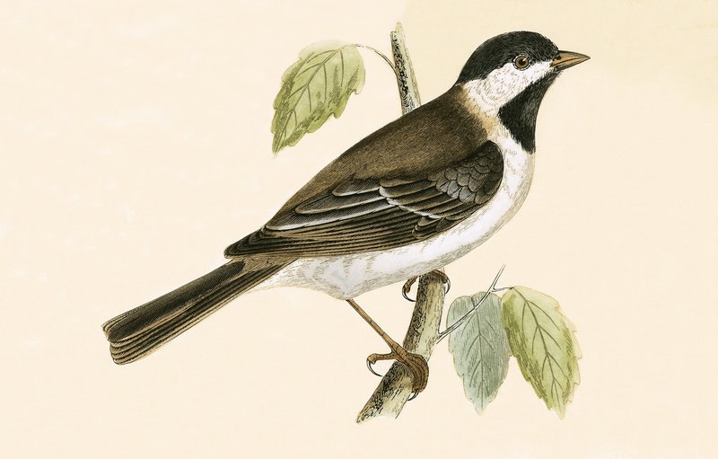 Sombre Tit, ilustracja z „Historii ptaków Europy nieobserwowanych na wyspach brytyjskich” Charlesa Roberta Bree (1811-86), opublikowana w 1867 r. autorstwa English School